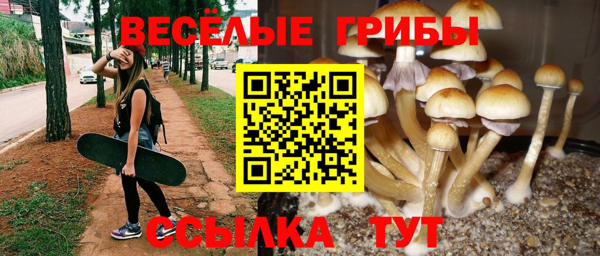 Псилоцибиновые грибы прущие грибы  Вход с VPN  Всеволожск  Галлюциногенные грибы мицелий 