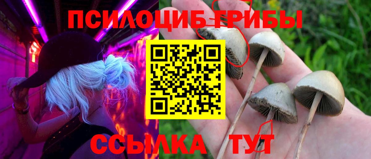 Галлюциногенные грибы Psilocybe Всеволожск